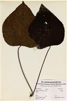 藏品(木油樹)的圖片